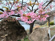 山口県　笠戸島に 河津桜を見に行ってきました。