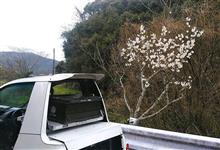 河津桜 河津桜
