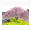 南伊豆、遅咲きな早咲き桜ツーリング