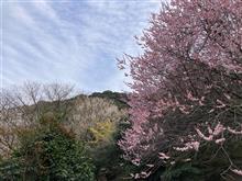 ゆっくり春が来た