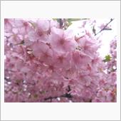桜が咲いた(*&#180;▽｀*)