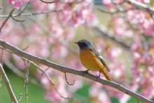 河津桜とジョウビタキ