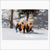 岐阜県ひるがのへ雪遊びにまた ...