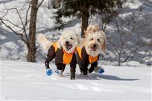 岐阜県ひるがのへ雪遊びにまた行ってきました(^o^)