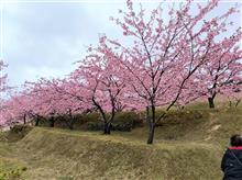 山口県 萩市 陶芸の村 広場展望台の河津桜が満開。