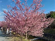 【2025.03.09】有楽製菓からの河津桜まつり
