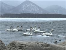 北海道day2 源泉掛け流しクローバーハウス西春別、白鳥舞う屈斜路湖コタン温泉