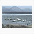 北海道day2 源泉掛け流しクローバーハウス西春別、白鳥舞う屈斜路湖コタン温泉