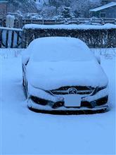 やっぱり、雪降りだ