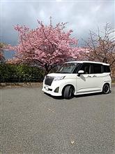 笠戸島の河津桜を観に🌸🌸🌸
