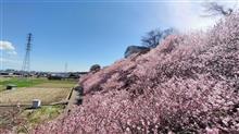 今日のおさんぽ♪(お墓参り)