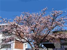 早咲きの玉縄桜　と第６３回燃費（CX-5）