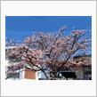 早咲きの玉縄桜　と第６３回燃費（CX-5）