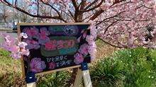一ノ堰ハラネ春めき桜🌸