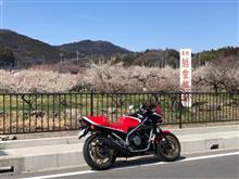 再度、越生梅林へ