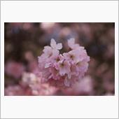 春めき桜