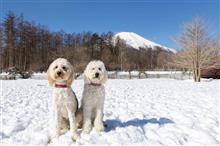 山梨のwoofでミニオフ会(*^^*)