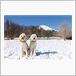 山梨のwoofでミニオフ会(*^^*)
