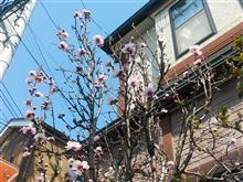 花桃が咲いて来た