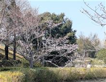さくら