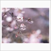 近所の桜が咲きました。