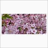 河津桜