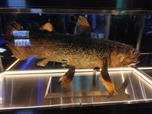 深海魚と暴れん坊将軍