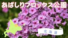 ピンクや白のフロックスが満開【あばしりフロックス公園】夏の北海道ドライブ2024