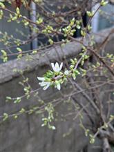 桜咲きました