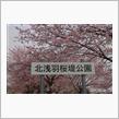 安行桜・・前回から約一週間
