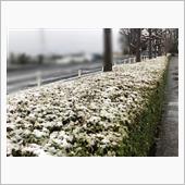 3月なのに雪ふったよ