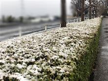 3月なのに雪ふったよ