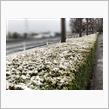 3月なのに雪ふったよ