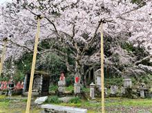 萩市　南明寺の糸桜　３月25日朝のひとこま。