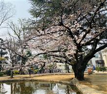 近所の桜探索・・・