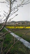 開花直前の桜など・・。