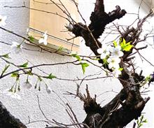 うちの山桜咲きました♪
