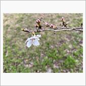 桜はまだでした