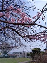 春の・・・ 春の・・・