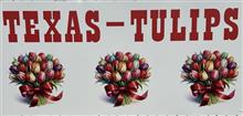  TEXAS- TULIPS
