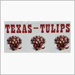  TEXAS- TULIPS