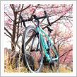 桜を求めてポタリング