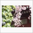 🌸春の花園巡りNo.1『しだれ桜編その一』🌸