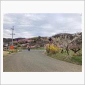 これより花見山より撤収します ...