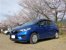 急激に桜が！