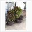 冬しまってた観葉植物を外に出した🌿3/30(日曜日)