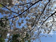 花見🌸