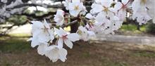 桜🌸と…②