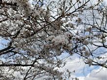 寒さが戻る