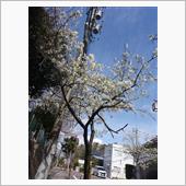 桜咲く
